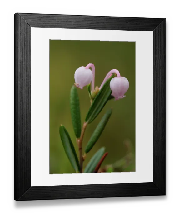 Framed Print : Bog rosemary (Andromeda polifolia) in flower, Saariselka, Finland. June Framed Print : Bog rosemary (Andromeda polifolia) in flower, Saariselka, Finland. June
