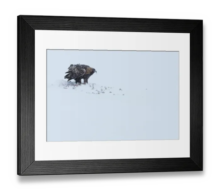 Framed Print : Golden eagle (Aquila chrysaetos) feeding on a carrion in snow, Oulanka National Park, Finland. January