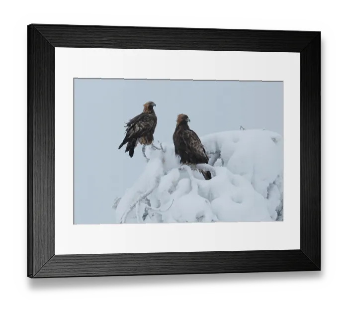 Framed Print : Two Golden eagles (Aquila chrysaetos) perched in top of snow-covered tree, Oulanka National Park, Finland. January Framed Print : Two Golden eagles (Aquila chrysaetos) perched in top of snow-covered tree, Oulanka National Park, Finland. January