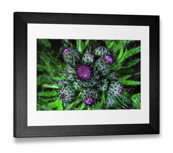 Framed Print : Marsh thistle (Cirsium palustre) buds, Dorset, England, UK. May Framed Print : Marsh thistle (Cirsium palustre) buds, Dorset, England, UK. May