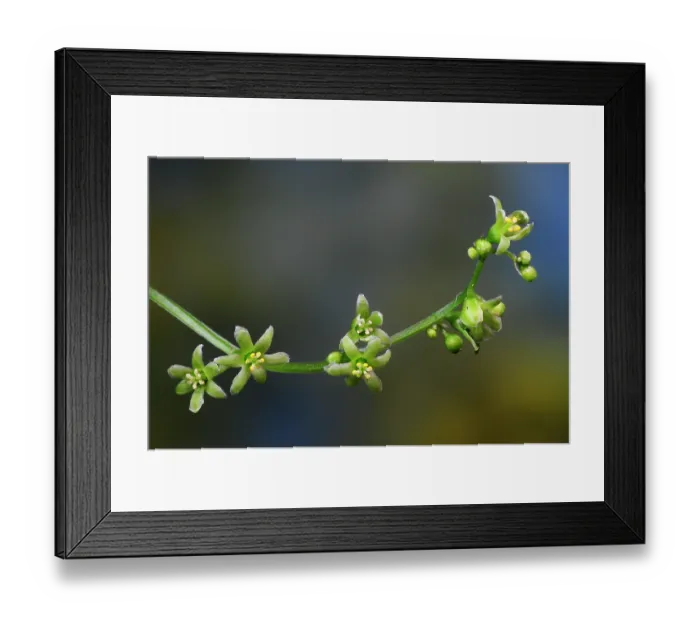 Framed Print : Black bryony (Tamus communis) flowers in bloom, close up. Dorset, England, UK. June. Studio shot Framed Print : Black bryony (Tamus communis) flowers in bloom, close up. Dorset, England, UK. June. Studio shot