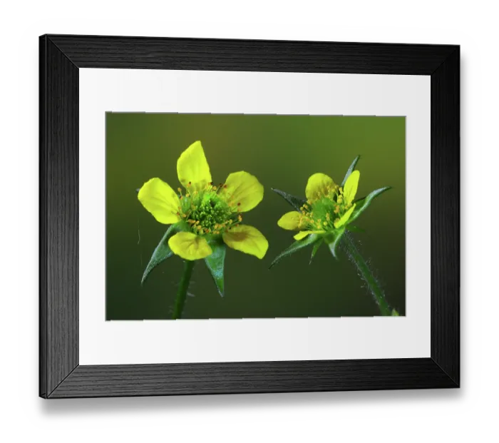 Framed Print : Wood avens (Geum urbanum) in flower, Dorset, England, UK. May. Studio shot Framed Print : Wood avens (Geum urbanum) in flower, Dorset, England, UK. May. Studio shot