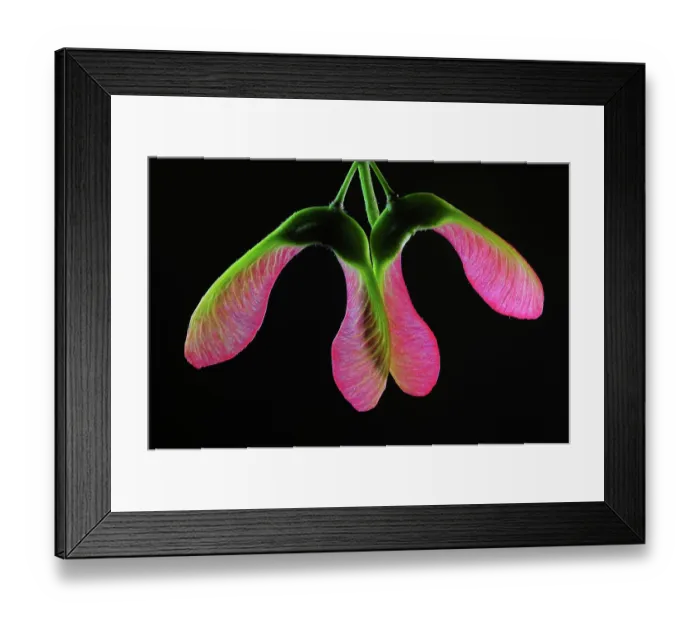 Framed Print : Close up of unripe Sycamore (Acer pseudoplatanus) seeds backlit on black background, Dorset, England, UK. May. Studio shot Framed Print : Close up of unripe Sycamore (Acer pseudoplatanus) seeds backlit on black background, Dorset, England, UK. May. Studio shot