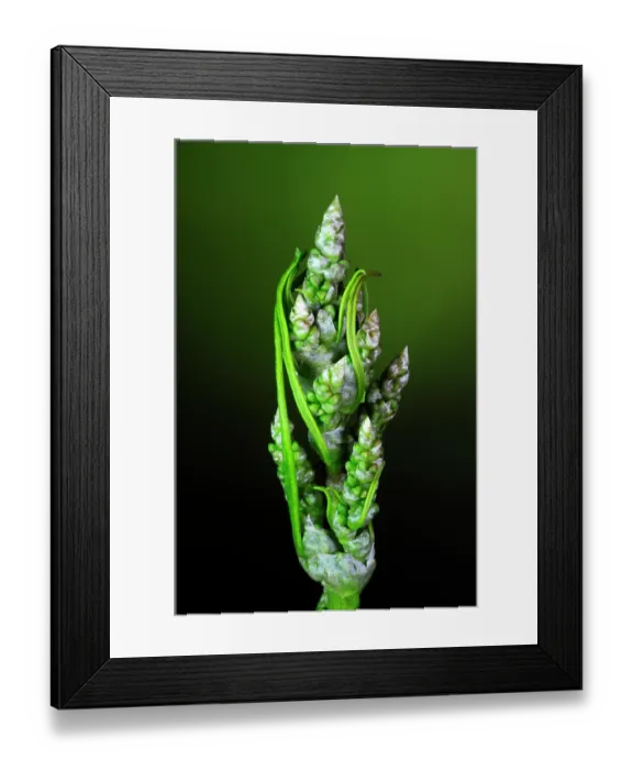 Framed Print : Broad-leaved dock (Rumex obtusifolius) in bud, close up, Dorset, England, UK. June. Studio shot Framed Print : Broad-leaved dock (Rumex obtusifolius) in bud, close up, Dorset, England, UK. June. Studio shot