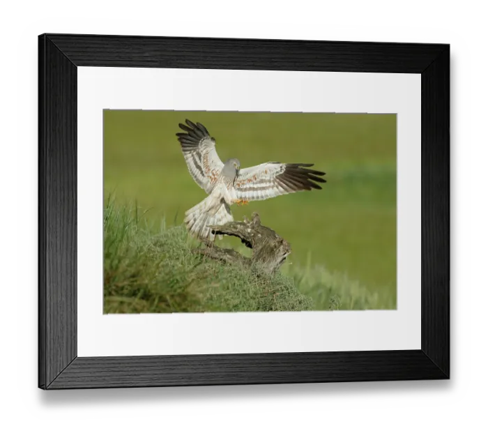 Framed Print : Montagu's harrier (Circus pygargus) male, landing on a tree stump, La Rioja, Spain. May Framed Print : Montagu's harrier (Circus pygargus) male, landing on a tree stump, La Rioja, Spain. May