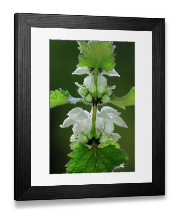 Framed Print : White dead-nettle (Lamium album) in flower, Dorset, England, UK. April. Studio shot Framed Print : White dead-nettle (Lamium album) in flower, Dorset, England, UK. April. Studio shot