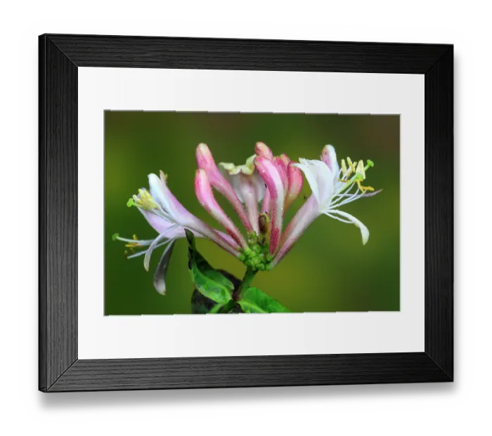 Framed Print : Honeysuckle (Lonicera periclymenum) flower, close up, Dorset, England, UK. June. Studio shot Framed Print : Honeysuckle (Lonicera periclymenum) flower, close up, Dorset, England, UK. June. Studio shot