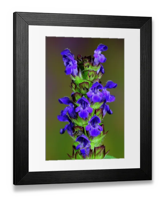 Framed Print : Selfheal (Prunella vulgaris) in flower, close up, Dorset, England, UK. June. Studio shot
