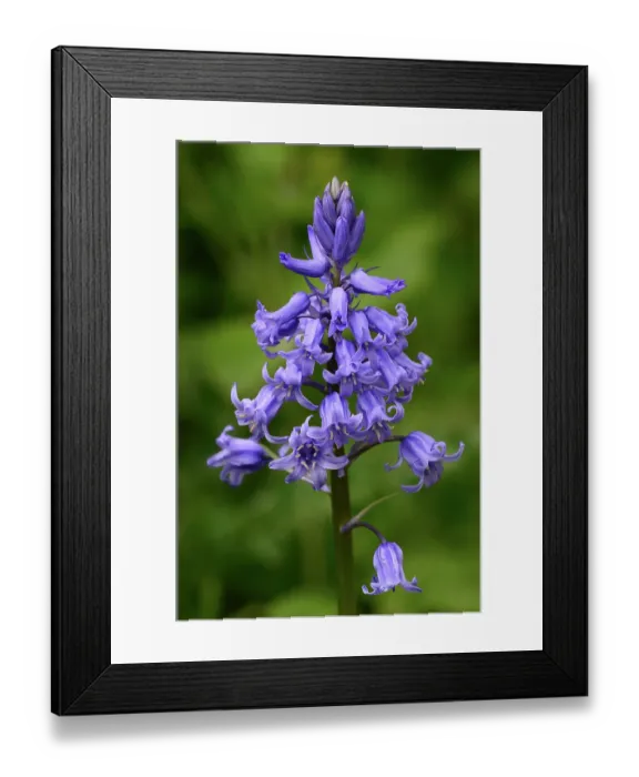 Framed Print : Spanish bluebell (Hyacinthoides hispanica) in flower, Dorset, England, UK. May Framed Print : Spanish bluebell (Hyacinthoides hispanica) in flower, Dorset, England, UK. May