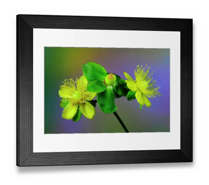 Framed Print : Tutsan (Hypericum androsaemum) flowers and bud, close up. Dorset, England, UK. June. Studio shot Framed Print : Tutsan (Hypericum androsaemum) flowers and bud, close up. Dorset, England, UK. June. Studio shot