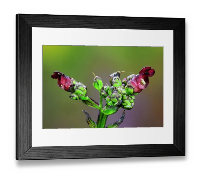 Framed Print : Water figwort (Scrophularia auriculata) flowers, close up, Dorset, England, UK. June. Studio shot Framed Print : Water figwort (Scrophularia auriculata) flowers, close up, Dorset, England, UK. June. Studio shot