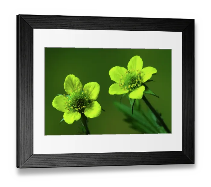 Framed Print : Wood avens (Geum urbanum) in flower, close up, Dorset, England, UK. May. Studio shot Framed Print : Wood avens (Geum urbanum) in flower, close up, Dorset, England, UK. May. Studio shot