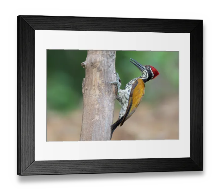 Framed Print : Malabar flameback woodpecker (Chrysocolaptes socialis) male, perched on tree trunk, Thattekad Bird Reserve, Kerala, India Framed Print : Malabar flameback woodpecker (Chrysocolaptes socialis) male, perched on tree trunk, Thattekad Bird Reserve, Kerala, India