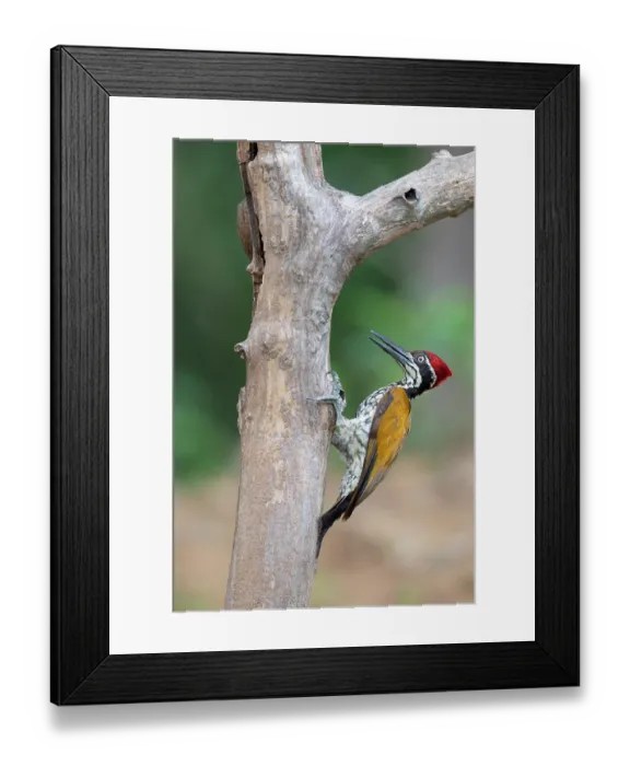Framed Print : Malabar flameback woodpecker (Chrysocolaptes socialis) male, perched on tree trunk, Thattekad Bird Reserve, Kerala, India