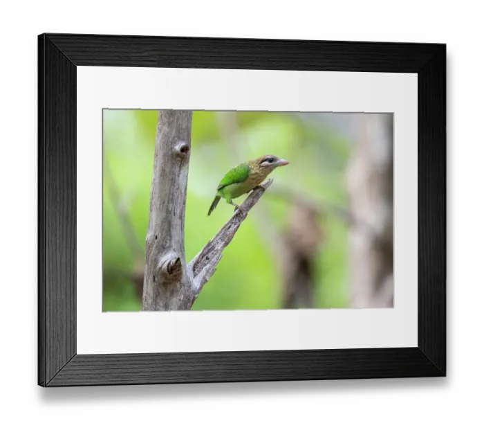 Framed Print : White-cheeked barbet (Psilopogon viridis) perched on branch, Thattekad Bird Reserve, Kerala, India Framed Print : White-cheeked barbet (Psilopogon viridis) perched on branch, Thattekad Bird Reserve, Kerala, India
