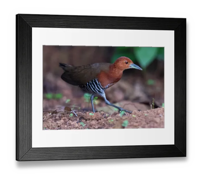 Framed Print : Slaty-legged crake (Rallina eurizonoides) walking on the ground, Thattekad Bird Reserve, Kerala, India
