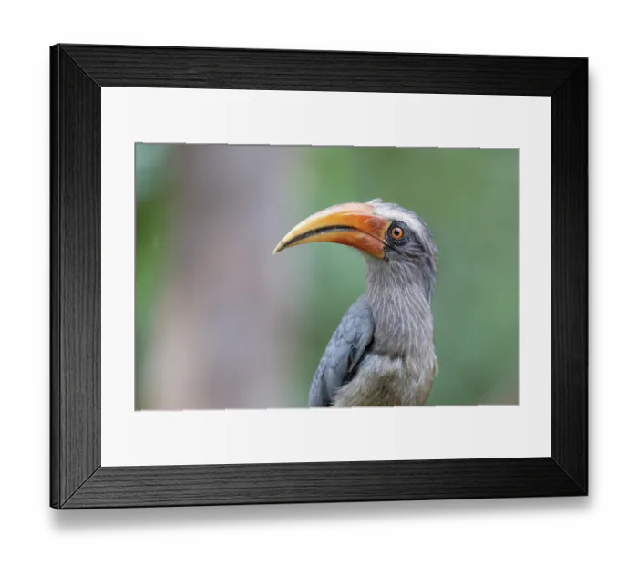 Framed Print : Malabar grey hornbill (Ocyceros griseus) male, portrait, Thattekad Bird Reserve, Kerala, India Framed Print : Malabar grey hornbill (Ocyceros griseus) male, portrait, Thattekad Bird Reserve, Kerala, India