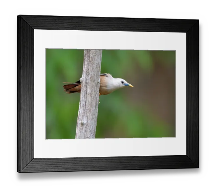 Framed Print : Malabar white-headed starling (Sturnia blythii) male, perched on branch, Thattekad Bird Reserve, Kerala, India Framed Print : Malabar white-headed starling (Sturnia blythii) male, perched on branch, Thattekad Bird Reserve, Kerala, India