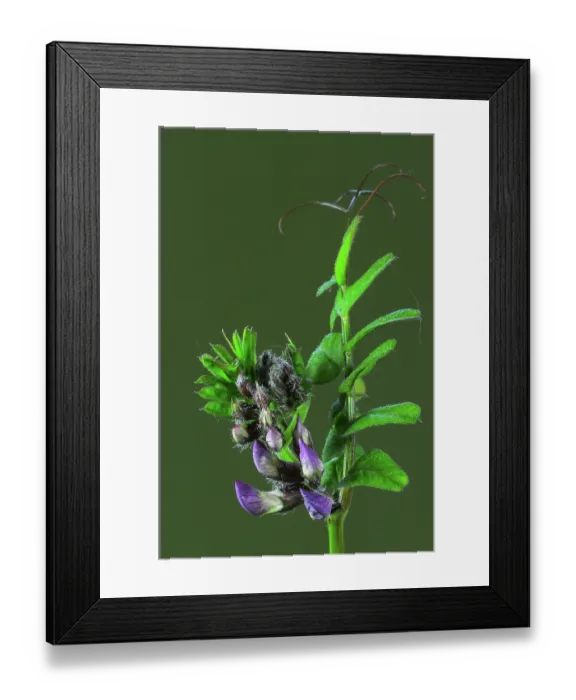Framed Print : Bush vetch (Vicia sepium) in flower, Dorset, England, UK. May. Studio shot Framed Print : Bush vetch (Vicia sepium) in flower, Dorset, England, UK. May. Studio shot