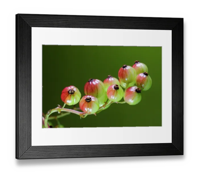 Framed Print : Unripe wild Redcurrants (Ribes rubrum) close up, Dorset, England, UK. June. Studio shot Framed Print : Unripe wild Redcurrants (Ribes rubrum) close up, Dorset, England, UK. June. Studio shot