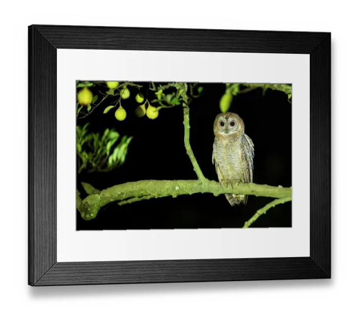Framed Print : Mottled wood owl (Strix ocellata) perched on branch at night, Thattekad Bird Reserve, Kerala, India Framed Print : Mottled wood owl (Strix ocellata) perched on branch at night, Thattekad Bird Reserve, Kerala, India