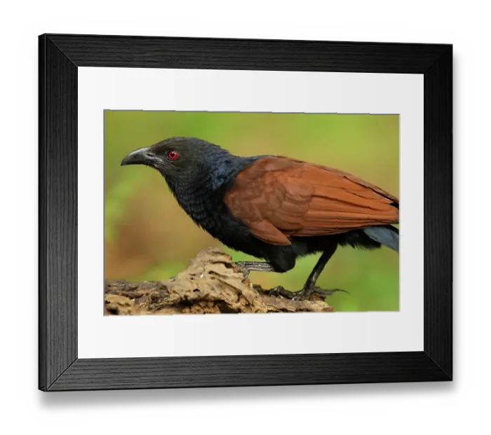 Framed Print : Southern coucal (Centropus parroti) portrait, Thattekad Bird Reserve, Kerala, India Framed Print : Southern coucal (Centropus parroti) portrait, Thattekad Bird Reserve, Kerala, India