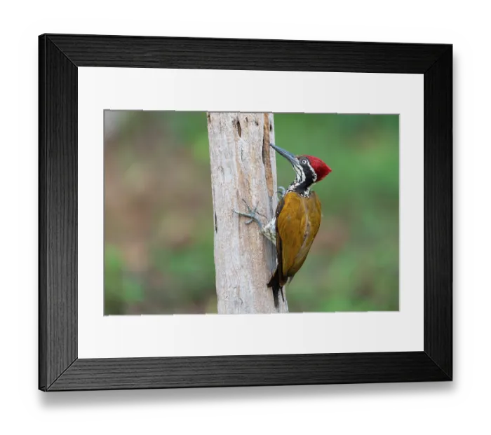 Framed Print : Malabar flameback woodpecker (Chrysocolaptes socialis) male, perched on tree trunk, Thattekad Bird Reserve, Kerala, India Framed Print : Malabar flameback woodpecker (Chrysocolaptes socialis) male, perched on tree trunk, Thattekad Bird Reserve, Kerala, India