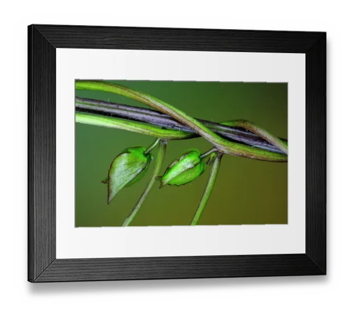 Framed Print : Great bindweed (Calystegia silvatica) stems and buds climbing up reed stalk, Dorset, England, UK. June. Studio shot Framed Print : Great bindweed (Calystegia silvatica) stems and buds climbing up reed stalk, Dorset, England, UK. June. Studio shot