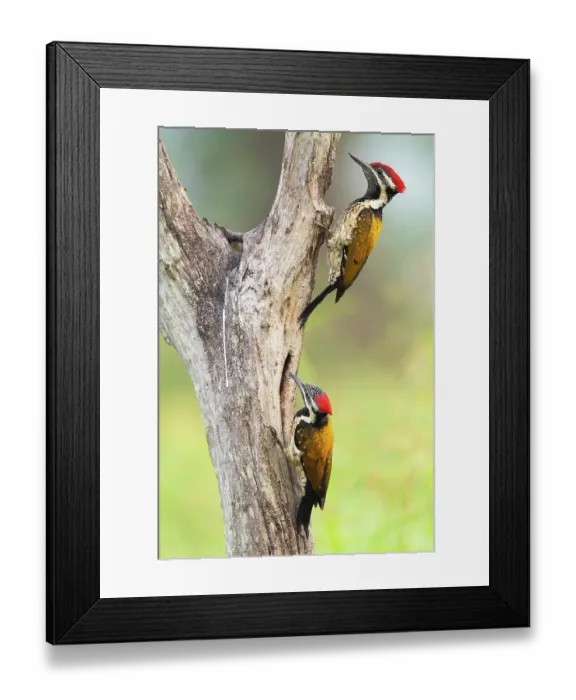 Framed Print : Two Black-rumped flameback woodpeckers (Dinopium benghalense) male, perched on tree trunk, Thattekad Bird Reserve, Kerala, India Framed Print : Two Black-rumped flameback woodpeckers (Dinopium benghalense) male, perched on tree trunk, Thattekad Bird Reserve, Kerala, India