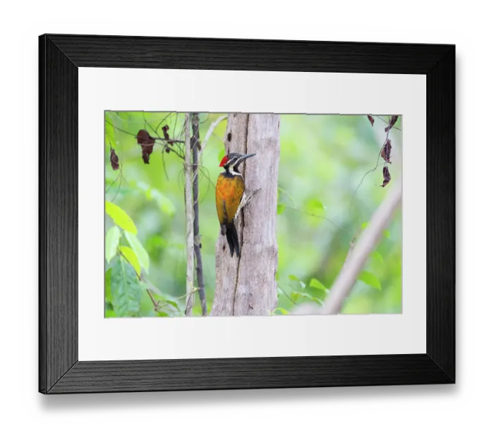 Framed Print : Black-rumped flameback woodpecker (Dinopium benghalense) male, perched on tree trunk, Thattekad Bird Reserve, Kerala, India Framed Print : Black-rumped flameback woodpecker (Dinopium benghalense) male, perched on tree trunk, Thattekad Bird Reserve, Kerala, India