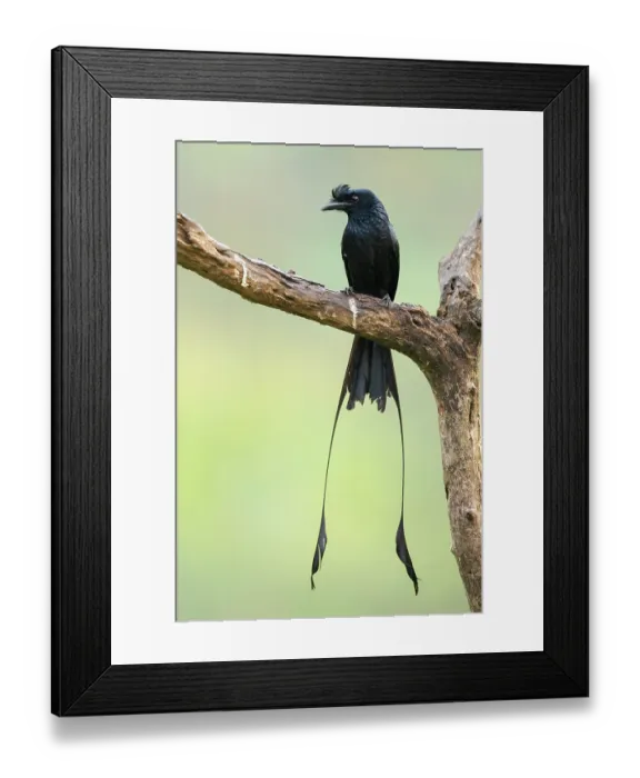 Framed Print : Greater racket-tailed drongo (Dicrurus paradiseus) perched on branch, Thattekad Bird Reserve, Kerala, India Framed Print : Greater racket-tailed drongo (Dicrurus paradiseus) perched on branch, Thattekad Bird Reserve, Kerala, India