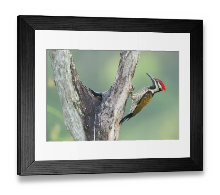Framed Print : Black-rumped flameback woodpecker (Dinopium benghalense) male, perched on tree trunk, Thattekad Bird Reserve, Kerala, India Framed Print : Black-rumped flameback woodpecker (Dinopium benghalense) male, perched on tree trunk, Thattekad Bird Reserve, Kerala, India