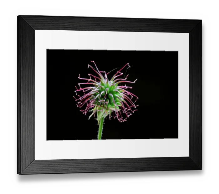 Framed Print : Wood avens (Geum urbanum) seed pod on black background, Dorset, England, UK. April. Studio shot Framed Print : Wood avens (Geum urbanum) seed pod on black background, Dorset, England, UK. April. Studio shot
