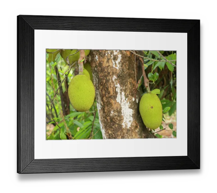 Framed Print : Jackfruits (Artocarpus heterophyllus) on the tree, Munnar, Western Ghats, Kerala, India Framed Print : Jackfruits (Artocarpus heterophyllus) on the tree, Munnar, Western Ghats, Kerala, India