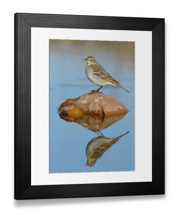 Framed Print : Water pipit (Anthus spinoletta) in winter plumage, perched on rock in river, Ciudad Real, Spain. December Framed Print : Water pipit (Anthus spinoletta) in winter plumage, perched on rock in river, Ciudad Real, Spain. December