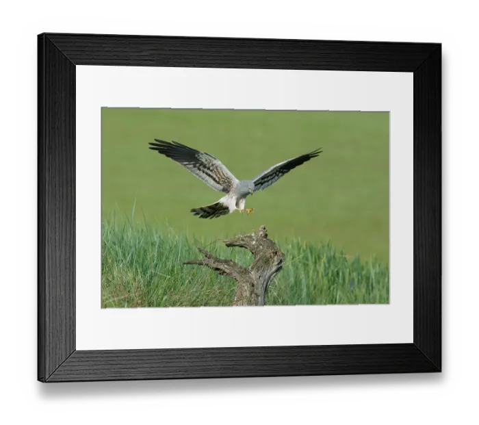Framed Print : Montagu's harrier (Circus pygargus) male, landing on a tree stump, La Rioja, Spain. May Framed Print : Montagu's harrier (Circus pygargus) male, landing on a tree stump, La Rioja, Spain. May