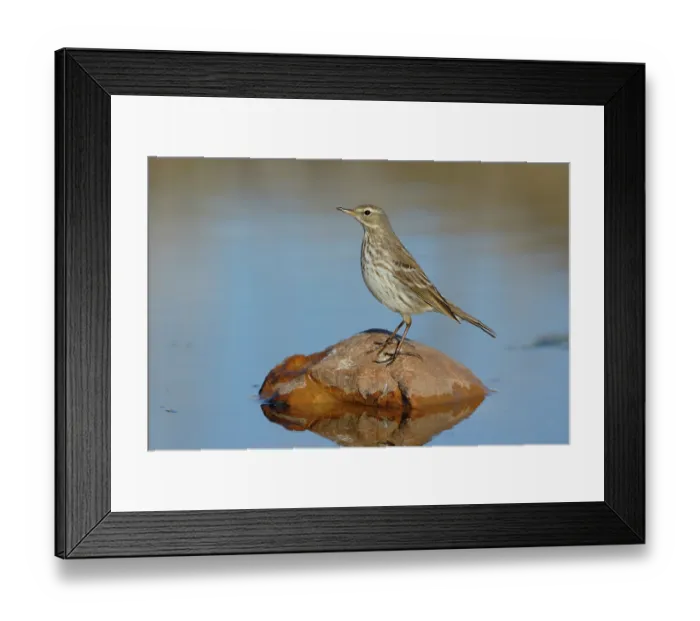 Framed Print : Water pipit (Anthus spinoletta) in winter plumage, perched on rock in river, Ciudad Real, Spain. December Framed Print : Water pipit (Anthus spinoletta) in winter plumage, perched on rock in river, Ciudad Real, Spain. December