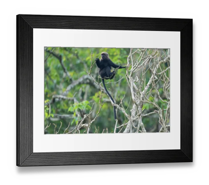 Framed Print : Nilgiri langur (Semnopithecus johnii) juvenile, sitting in tree, Valparai, Tamil Nadu, India Framed Print : Nilgiri langur (Semnopithecus johnii) juvenile, sitting in tree, Valparai, Tamil Nadu, India