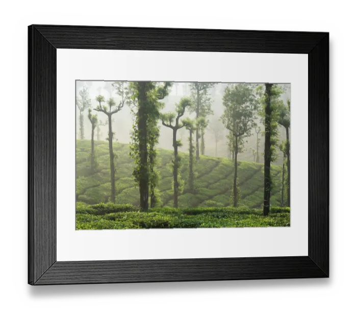 Framed Print : Morning mist over tea plantation, Stanmore Estate, Valparai, Tamil Nadu, India. April, 2022 Framed Print : Morning mist over tea plantation, Stanmore Estate, Valparai, Tamil Nadu, India. April, 2022