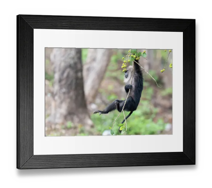 Framed Print : Lion-tailed macaque (Macaca silenus) male, hanging from branch, Valparai, Tamil Nadu, India. Endangered Framed Print : Lion-tailed macaque (Macaca silenus) male, hanging from branch, Valparai, Tamil Nadu, India. Endangered