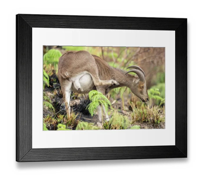 Framed Print : Nilgiri tahr (Nilgiritragus hylocrius) scratching, Munnar, Nilgiri hills, Western Ghats, Kerala, India Framed Print : Nilgiri tahr (Nilgiritragus hylocrius) scratching, Munnar, Nilgiri hills, Western Ghats, Kerala, India