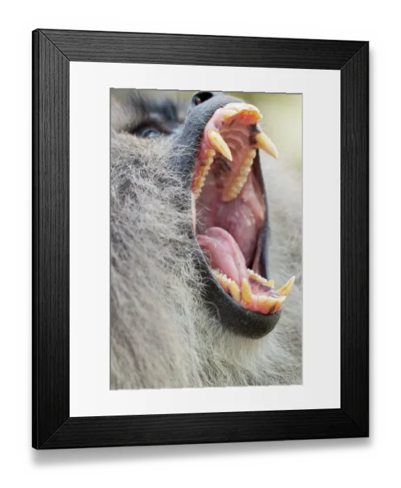 Framed Print : Lion-tailed macaque (Macaca silenus) with mouth open wide, head portrait, Valparai, Tamil Nadu, India. Endangered Framed Print : Lion-tailed macaque (Macaca silenus) with mouth open wide, head portrait, Valparai, Tamil Nadu, India. Endangered