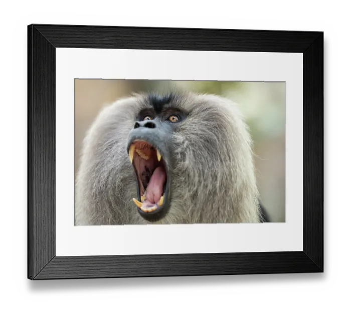 Framed Print : RF - Lion-tailed macaque (Macaca silenus) with mouth open wide, head portrait, Valparai, Tamil Nadu, India. Endangered Framed Print : RF - Lion-tailed macaque (Macaca silenus) with mouth open wide, head portrait, Valparai, Tamil Nadu, India. Endangered