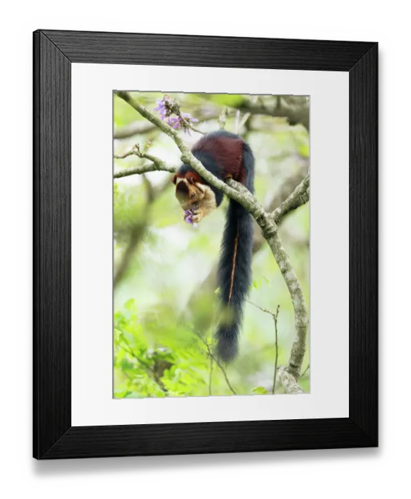 Framed Print : Malabar giant squirrel (Ratufa indica maxima) sitting on branch feeding on a flower, Valparai, Tamil Nadu, India Framed Print : Malabar giant squirrel (Ratufa indica maxima) sitting on branch feeding on a flower, Valparai, Tamil Nadu, India