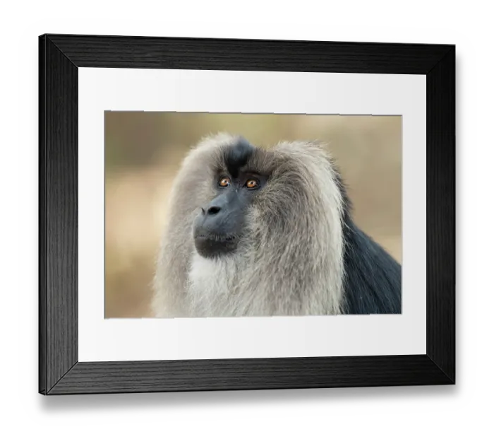 Framed Print : Lion-tailed macaque (Macaca silenus) head portrait, Valparai, Tamil Nadu, India. Endangered Framed Print : Lion-tailed macaque (Macaca silenus) head portrait, Valparai, Tamil Nadu, India. Endangered