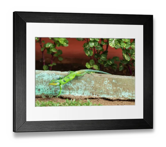 Framed Print : Large-scaled forest lizard (Calotes grandisquamis) climbing over a low stone wall, Valparai, Tamil Nadu, India