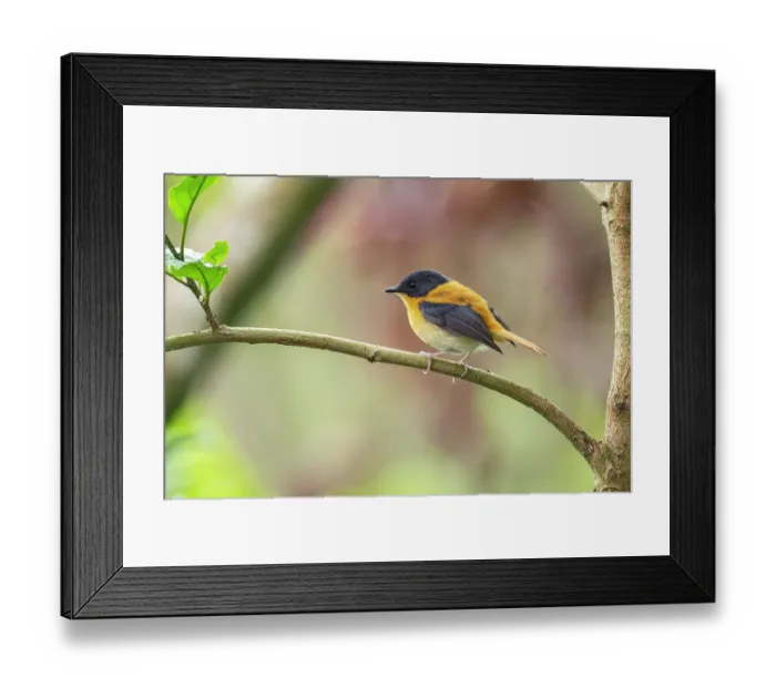 Framed Print : Black-and-orange flycatcher (Ficedula nigrorufa) perched on branch, Munnar, Nilgiri hills, Western Ghats, Kerala, India Framed Print : Black-and-orange flycatcher (Ficedula nigrorufa) perched on branch, Munnar, Nilgiri hills, Western Ghats, Kerala, India