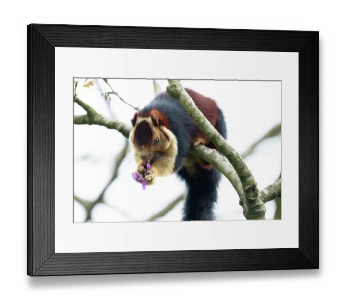Framed Print : Malabar giant squirrel (Ratufa indica maxima) sitting on branch feeding on a flower, Valparai, Tamil Nadu, India Framed Print : Malabar giant squirrel (Ratufa indica maxima) sitting on branch feeding on a flower, Valparai, Tamil Nadu, India