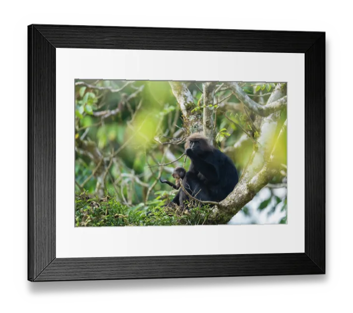 Framed Print : Nilgiri langur (Semnopithecus johnii) female with infant, sitting in tree, Valparai, Tamil Nadu, India Framed Print : Nilgiri langur (Semnopithecus johnii) female with infant, sitting in tree, Valparai, Tamil Nadu, India