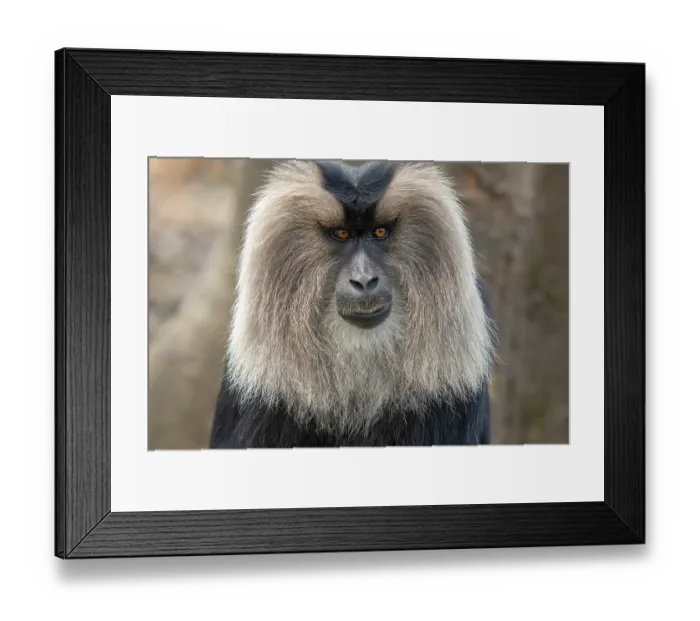 Framed Print : Lion-tailed macaque (Macaca silenus) head portrait, Valparai, Tamil Nadu, India. Endangered